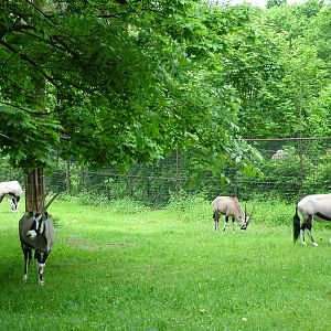 Gemsbok herd at Olomouc 30/05/09