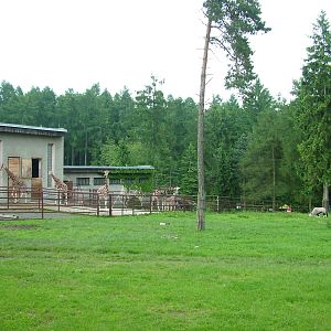 Giraffe and Gemsbok paddocks at Olomouc 30/05/09