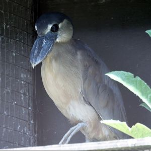 Boat billed heron