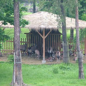 Large Herd of Gemsbok at Olomouc 30/05/09