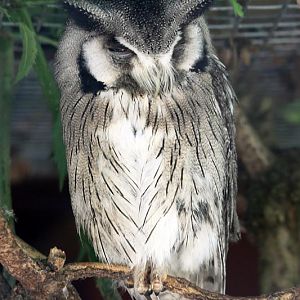 White-faced Scops Owl