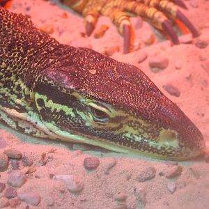 Horn's Monitor at Olomouc 30/05/09