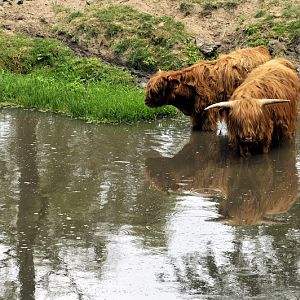 Highland-cattle at Lüneburger Heide.