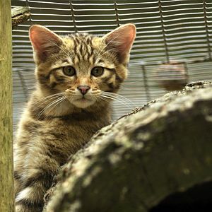 Young wildcat at Lüneburger Heide.