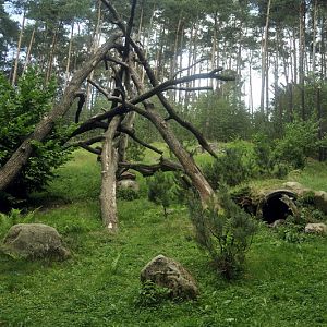 Snowleopard-exhibit at Lüneburger Heide.