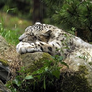 Snowleopard at Lüneburger Heide.