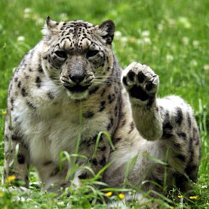 Snowleopard at Lüneburger Heide.