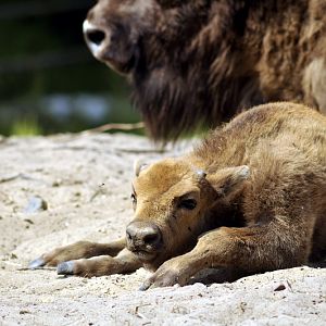 European bison baby at Lüneburger Heide.