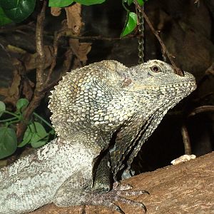 Frilled Lizard at Olomouc 30/05/09