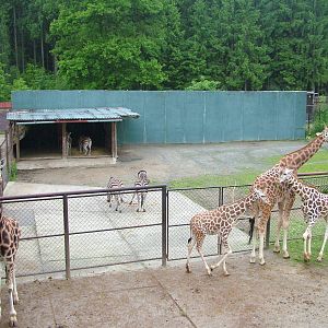 Zebras and Giraffes at Olomouc 30/05/09
