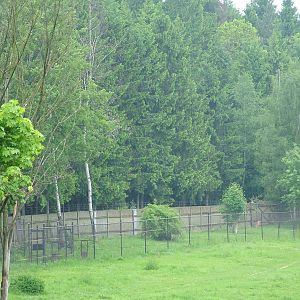 Cheetah Holding Pens at Olomouc 30/05/09