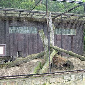 African Civet exhibit at Olomouc 30/05/09