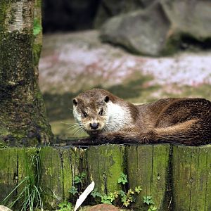 Canadian otter at Lüneburger Heide.