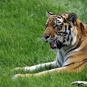 Tigress at Lüneburger Heide.