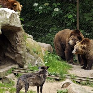 Bears and wolf at Lüneburger Heide.