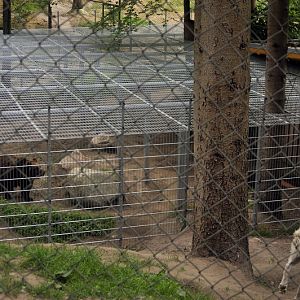 Brownbear-cage at Lüneburger Heide.
