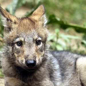 Young canadian wolf at Lüneburger Heide.
