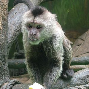 Weeper Capuchin at Olomouc 30/05/09