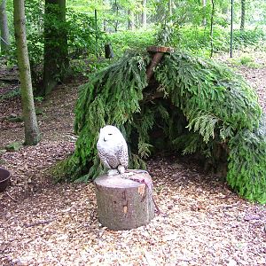 Snowy Owl at Olomouc 30/05/09