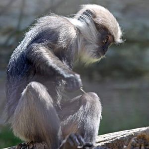 Young purple-faced langur