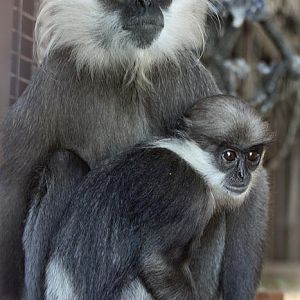 Purple-faced langurs