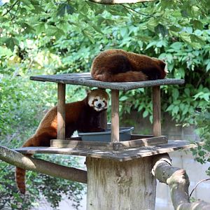Red Pandas