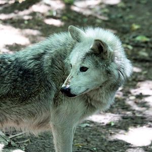 Canadian Timber Wolf