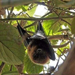 Rodrigues Fruit Bats (Pteropus rodricensis)