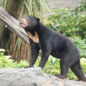 Sun Bears