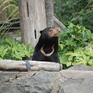Sun Bears