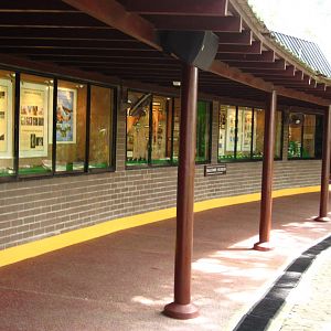 Hawk Walk - Falconry Gallery