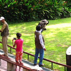 Hawk Walk - Be a Falconer program