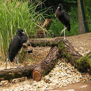 African open-billed storks