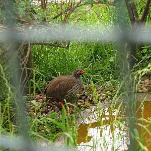 Red-necked francolin inside a mixed African aviary