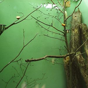 Inside box for small African birds