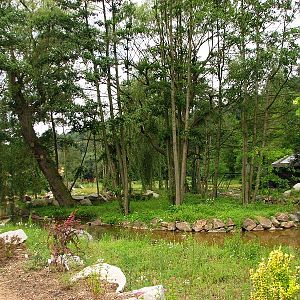 Angolan colobus island inside the pygly hippo pool