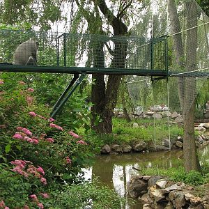 Islands of DeBrazza's monkey (right) and Angolan colobus (left)