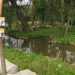 Angolan colobus island inside the pygly hippo pool