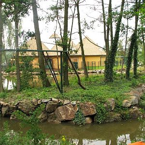 DeBrazza's monkey island inside the pygmy hippo pool