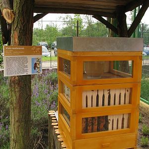 Bee house in front of the bee-eater aviary