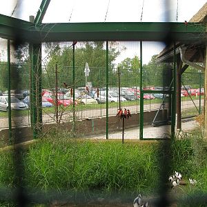 Bee-eater aviary in front of the pygmy hippo house