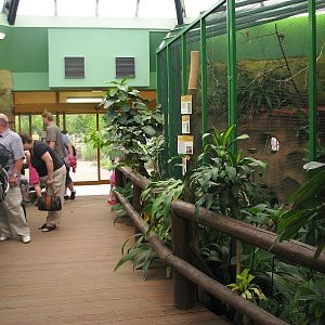 Bee-eater aviary inside pygmy hippo house
