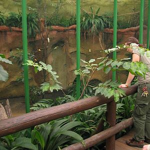Bee-eater aviary inside pygmy hippo house