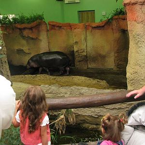 Pygmy hippo inside box