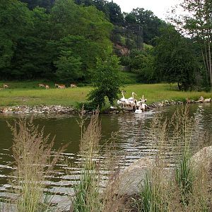 Mixed African savanah