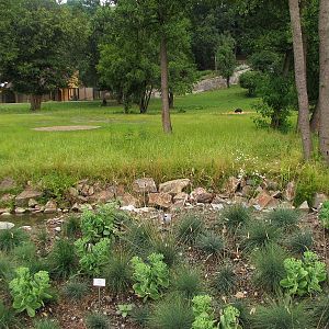 Mixed African savanah