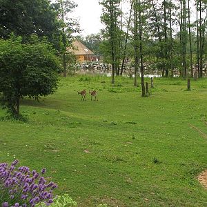 Mixed African savanah