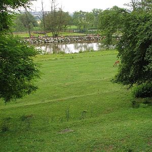 Mixed African savanah