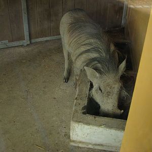 Warthog inside its house