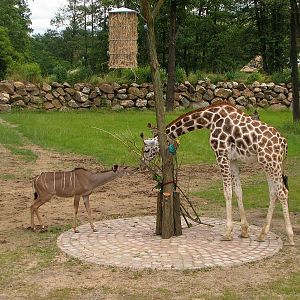 Enclosure for giraffe and greater kudu